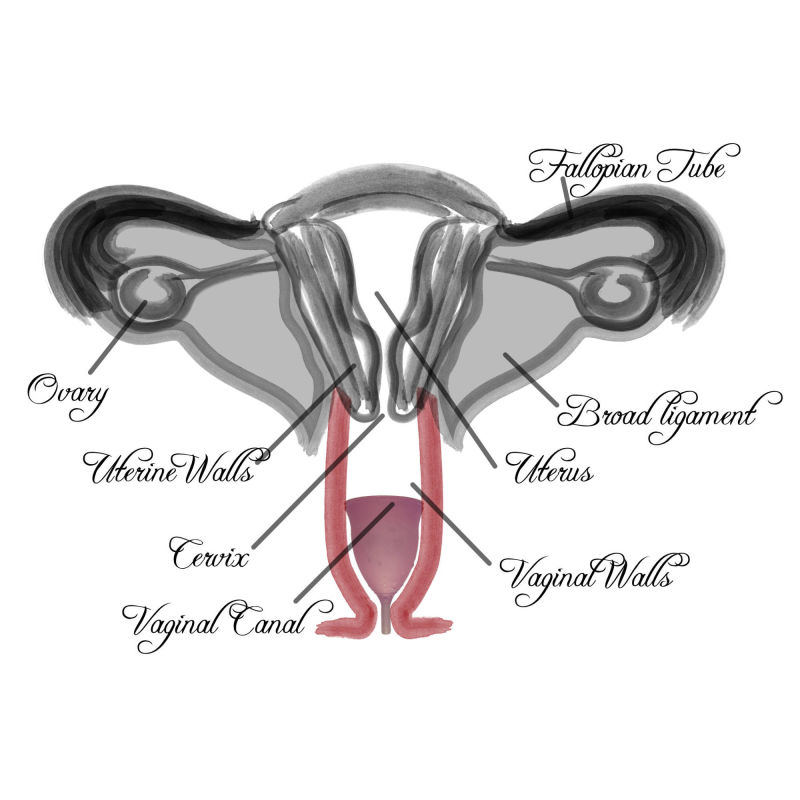 Vaginal Diagram
