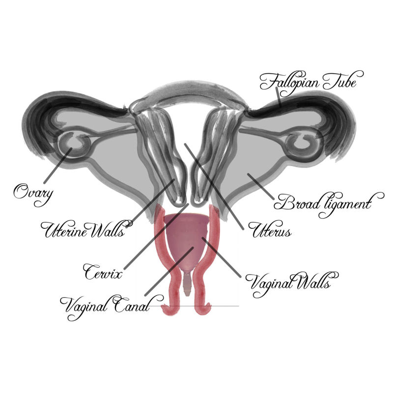 Vaginal Diagram